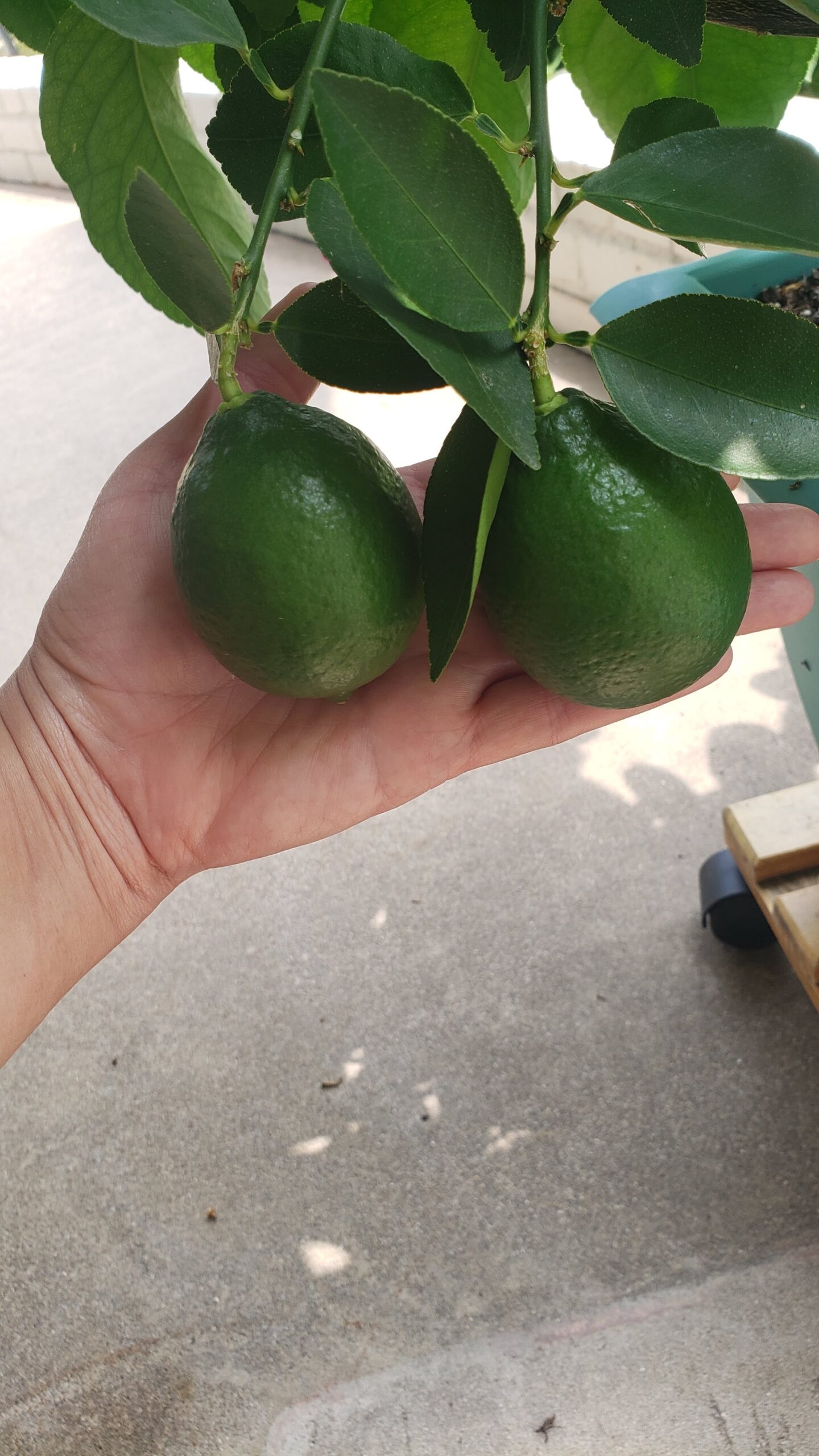 Edith Santos – Texas, USA Edith Santos – Texas, USA